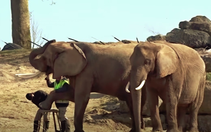 Dos elefantas muy presumidas (video)