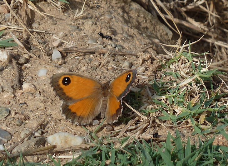 El Área Metropolitana de Barcelona apuesta por los prados floridos en su red de parques para favorecer la biodiversidad