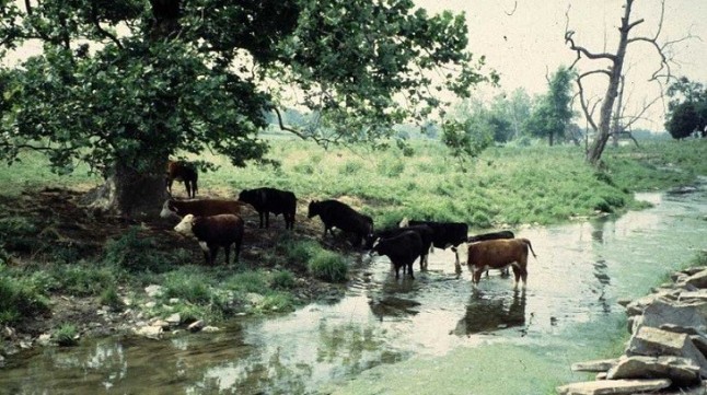 China aprueba un nuevo plan para luchar contra la contaminación rural