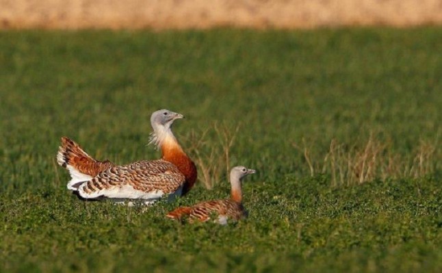 Un veneno que generan los escarabajos para defenderse tiene propiedades antiparasitarias para las avutardas