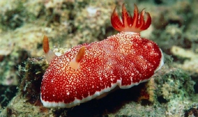 Un sumergible chino descubre babosas a 1.000 metros de profundidad