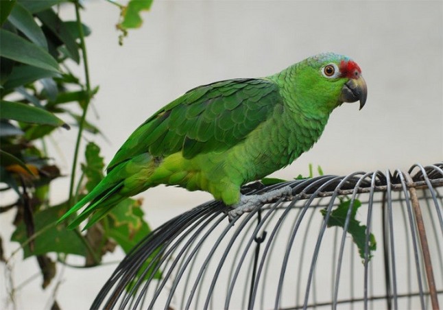 Vendían un loro exótico por Internet en Figueres (Girona)