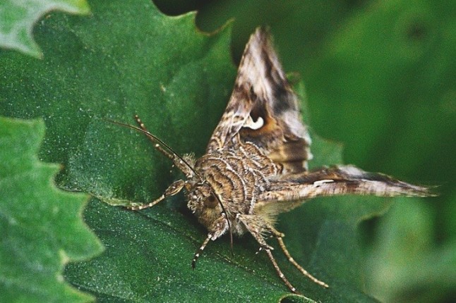 Más competencia entre machos mejora la adaptación al cambio climático