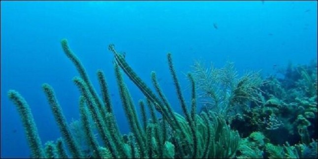 Agua de mar de hace 20.000 años descubierta entre rocas bajo el Índico