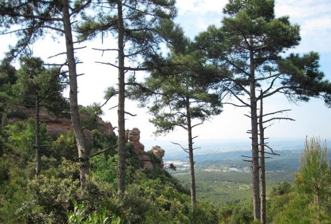 Endesa destina 22 millones de euros a proteger los bosques de Catalunya con soluciones innovadoras