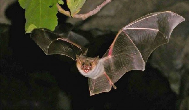 Los murciélagos disponen de control de velocidad de crucero eficiente