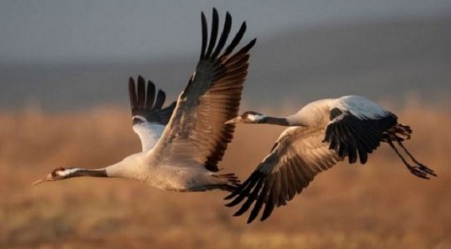 Monfragüe congregará actividades por el Día de las Aves Migratorias