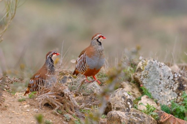 El Supremo anula la orden que fijaba las limitaciones de caza en la región para 2014-2015