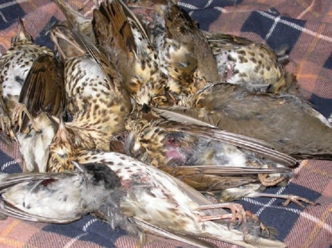 Investigan en Sevilla a un acusado de alentar a su hijo menor de edad a matar especies protegidas de aves