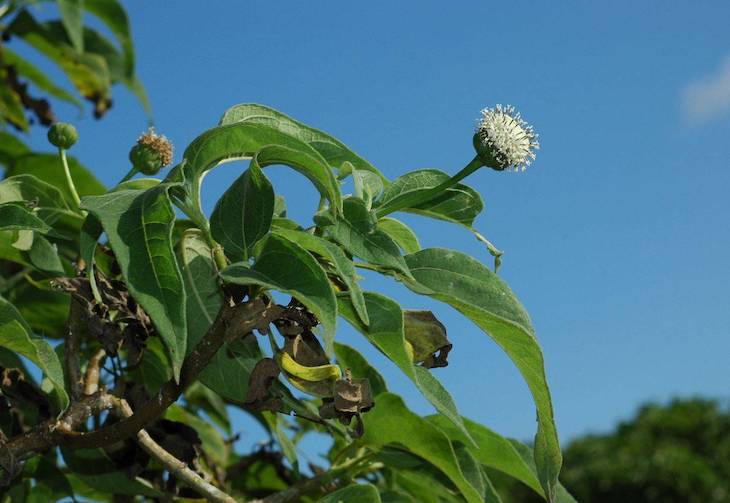 Qué sabes de las margaritas gigantes de Darwin
