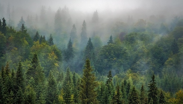 Nuevas propuestas para entender cómo funciona la vegetación del planeta