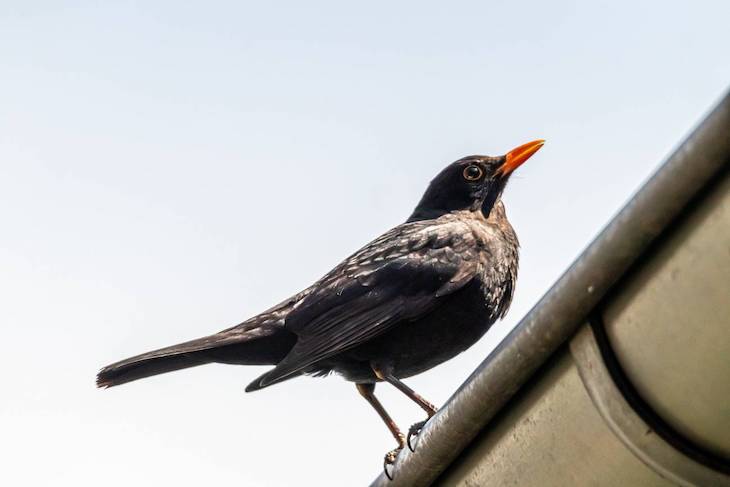 Los mirlos de ciudad no están más estresados que los que viven en el campo