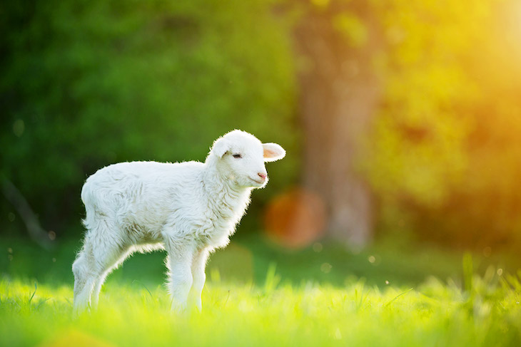 El ‘SILENCIO’ de los animales y lo absurdo de retar al Planeta