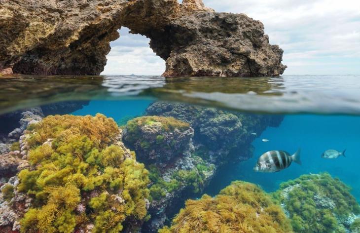 Un Mar Mediterráneo ‘tropical’