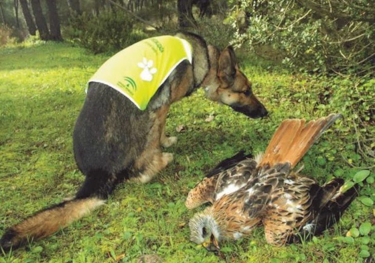 La falta de medidas para proteger a los animales salvajes del envenenamiento por cebos en España