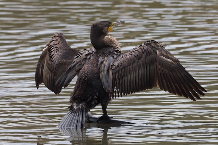 El Gobierno de Asturias continua con las matanzas de los cormoranes para contentar a los pescadores