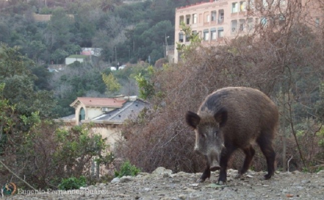Jabalíes patrullando la ciudad