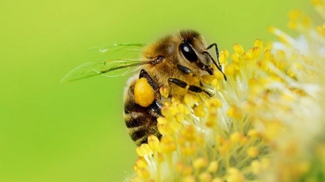 Las abejas son capaces de sumar y restar