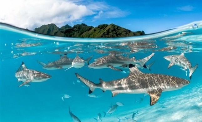 Identifican un grupo raro de tiburones y rayas del Eoceno en Madagascar