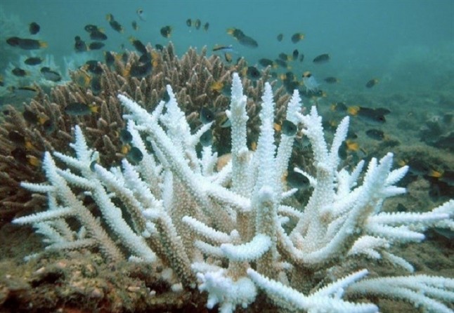 Los corales podrían ir adptandose para sobrevivir al cambio climático