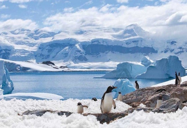 La sangre caliente favorece la supervivencia en regiones polares