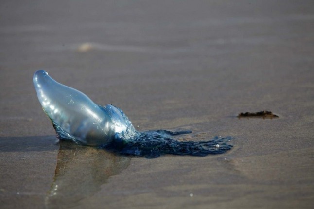 Alertan de la presencia de ejemplares de carabela portuguesa en la playa de Isla Canela
