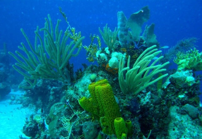 El cambio climático modifica la composición de los arrecifes