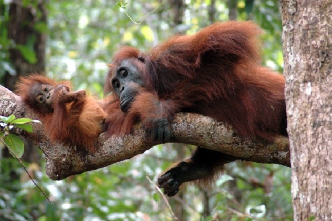 El orangután de capa caída