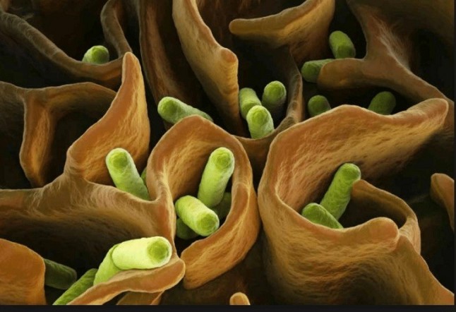 Los microbios pueden actuar como guardianes del carbono profundo