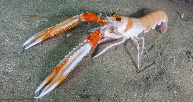 Estudiando el comportamiento de las cigalas