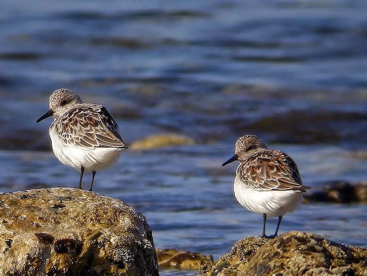 Es posible conseguir una lista de todas las especies del Planeta