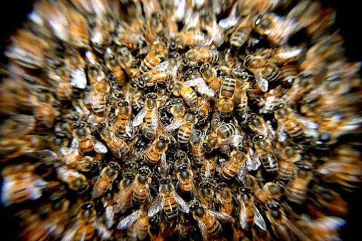 Día Mundial de las Abejas 2021