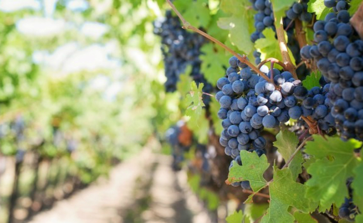 Habilitar la vendimia en verde es una gran noticia para Catalunya