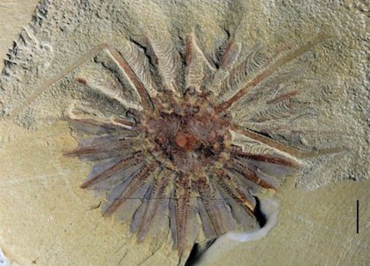 Más de quinientos millones de años se atribuyen a los ancestros del pulpo