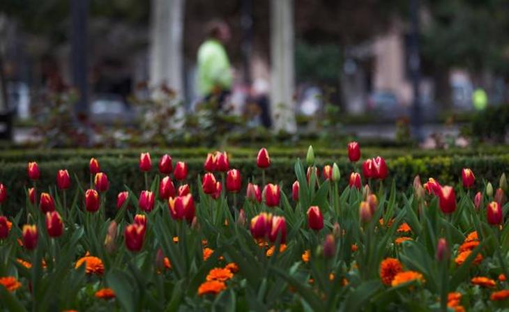Logroño planta alrededor de 45.600 flores
