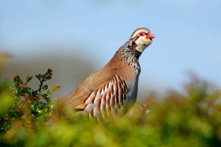 Efecto del calentamiento global sobre la muda del plumaje de las aves: el caso de la perdiz roja