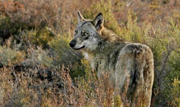 Ataques de lobos en la Sierra Norte de Guadalajara