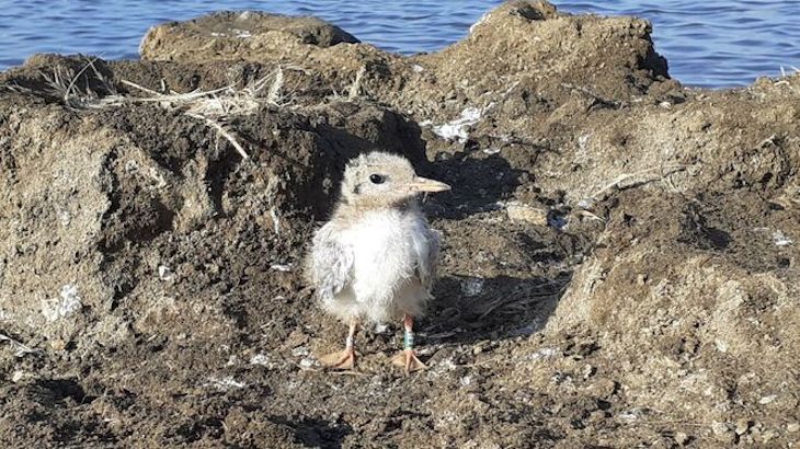 El charrán común cría por primera vez en el Paraje Natural Marismas del Odiel en Huelva