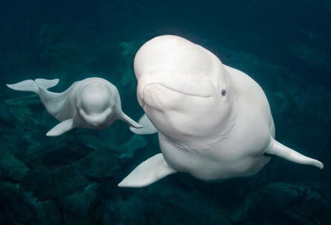 Conoce el futuro santuario en aguas abiertas para belugas en Islandia