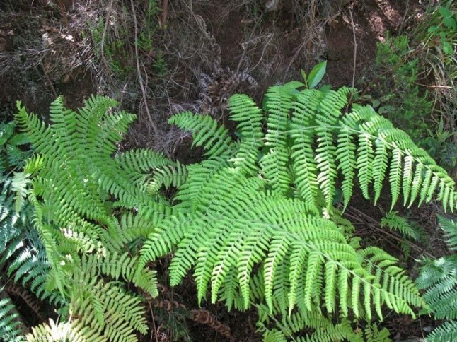 Fenomenal remontada del helecho amenazado Pteris incompleta