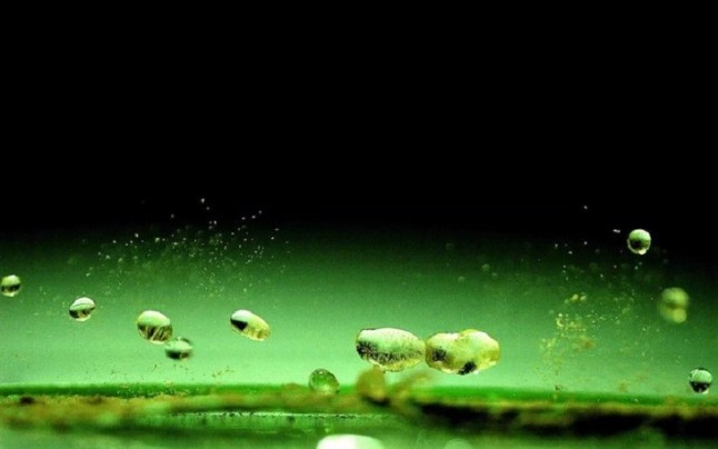 Así es como la lluvia propaga enfermedades de una planta a otra