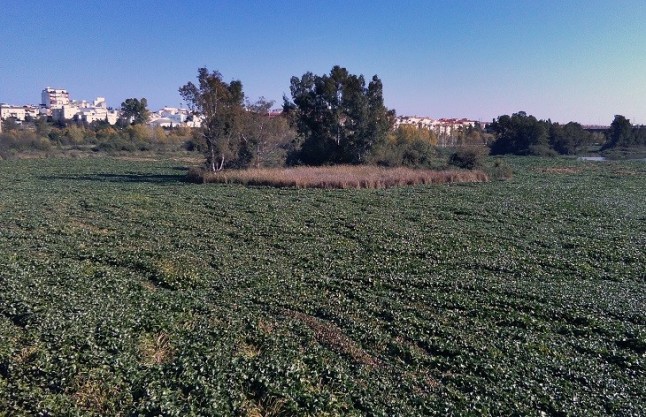 El camalote invade el río Guadiana
