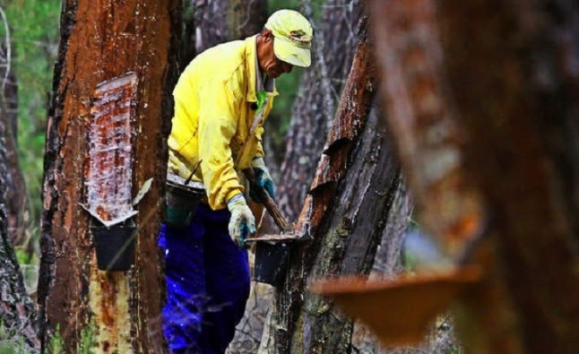 Fomentar la actividad resinera de los pinares evitaría cientos de incendios forestales