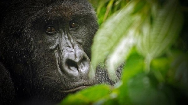 Fuera de peligro crítico la especie del gorila de montaña