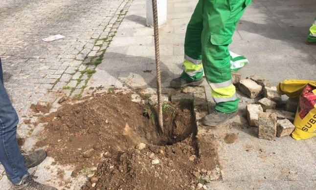 Tercer arboricidio en la ciudad de Cáceres