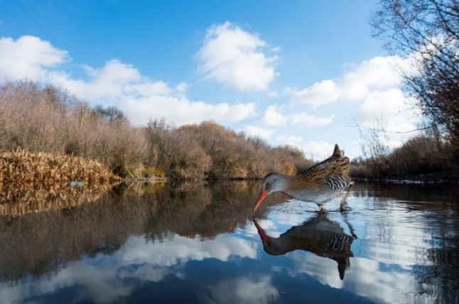 SEO/BirdLife convoca una nueva edición de su concurso de fotografía de aves para "mostrar la necesidad de conservarlas"