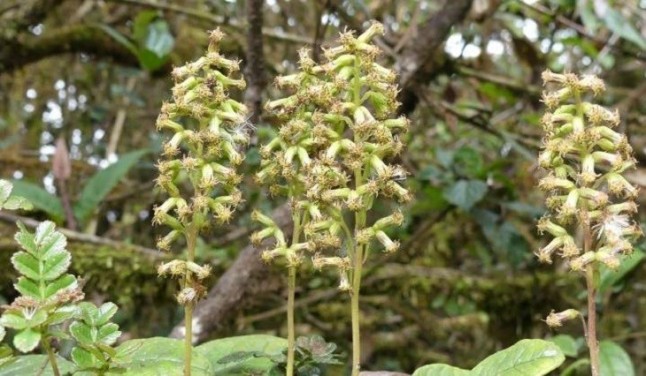 Científicos descubren dos nuevas especies de lianas