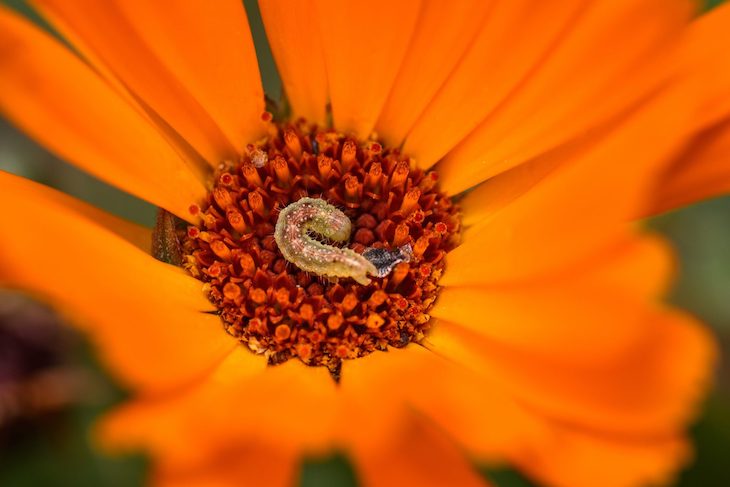 Fundación Global Nature y su ‘Observatorio de la Biodiversidad Agraria’
