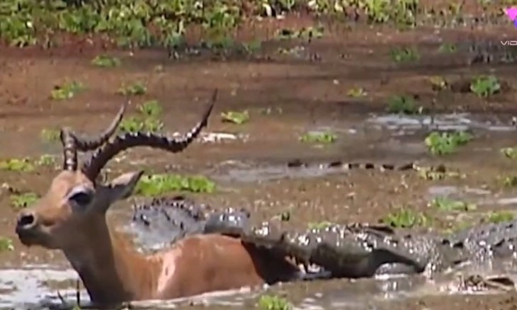 Un impala logra escapar vitorioso de las fauces de dos cocodrilos (video)