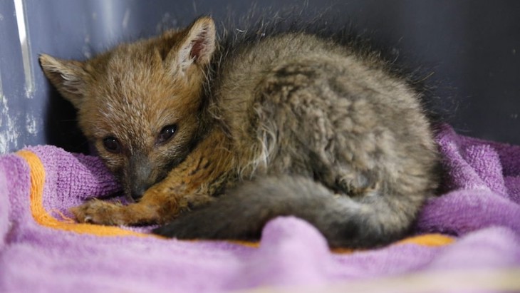 La BENEMERITA libera a un zorro que ataron con una cadena en una finca de San Sebastián de los Reyes